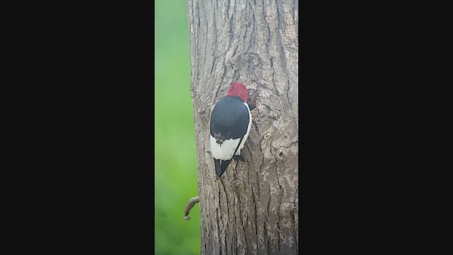 Red-headed Woodpecker - ML640482838