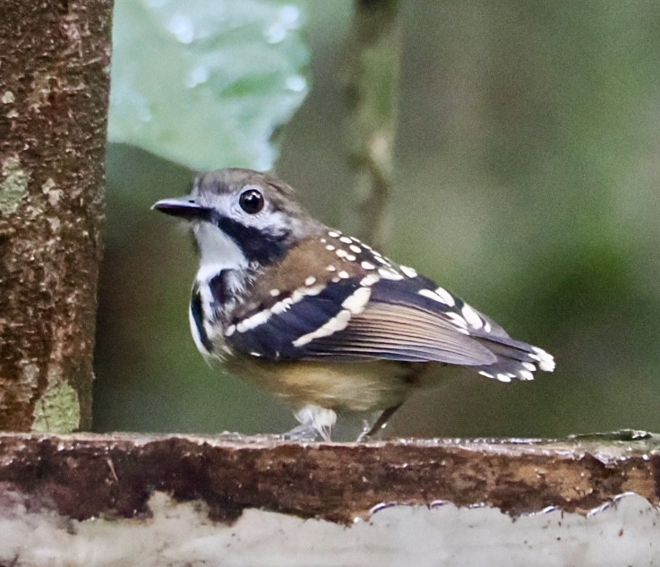 Dot-backed Antbird - ML640482847
