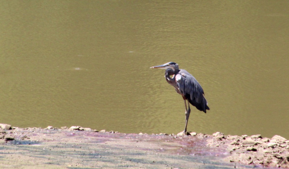 Garza Azulada - ML640482858