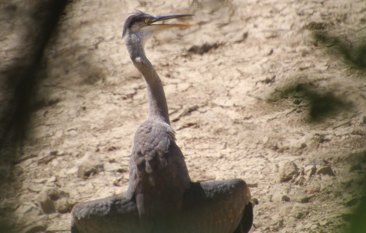 Garza Azulada - ML640482859