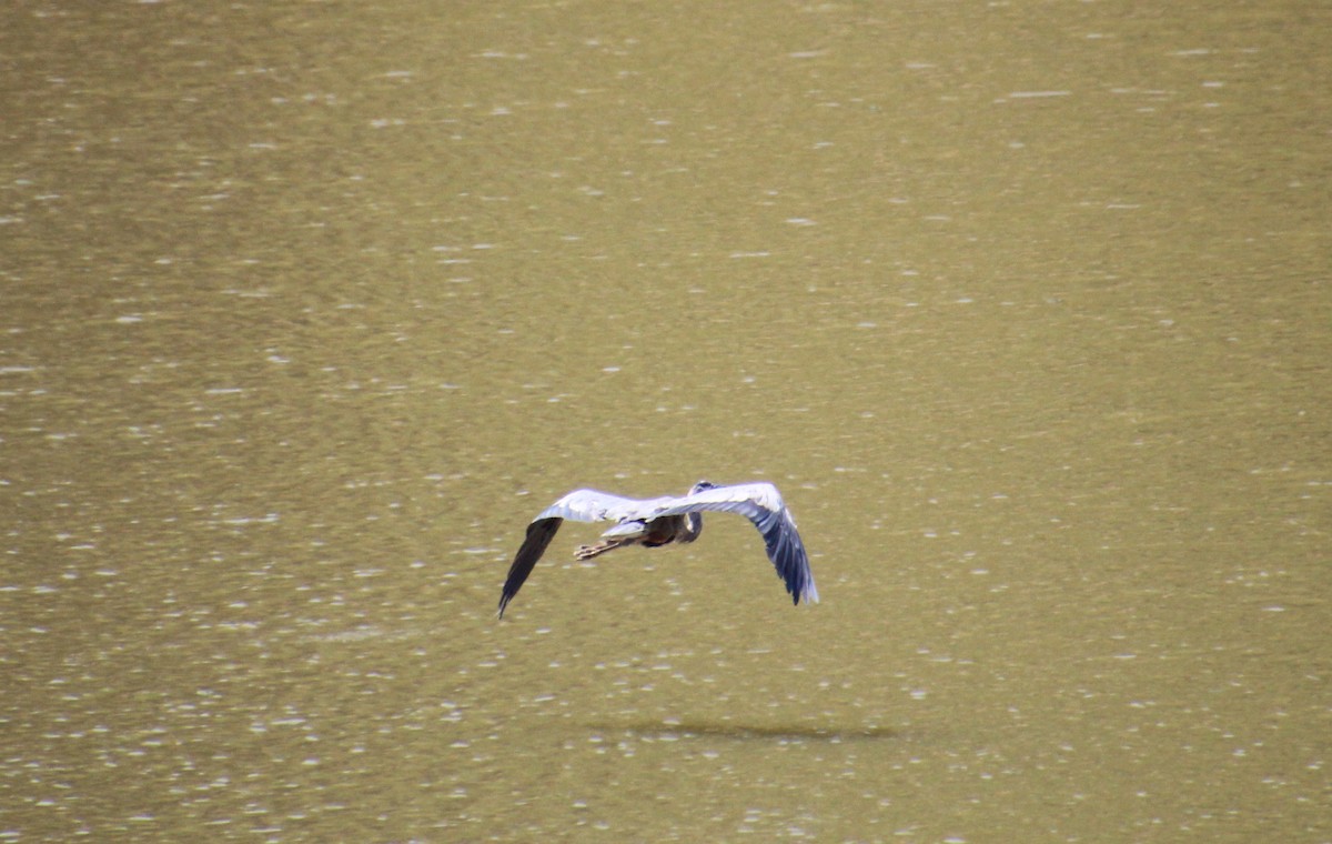 Garza Azulada - ML640482860