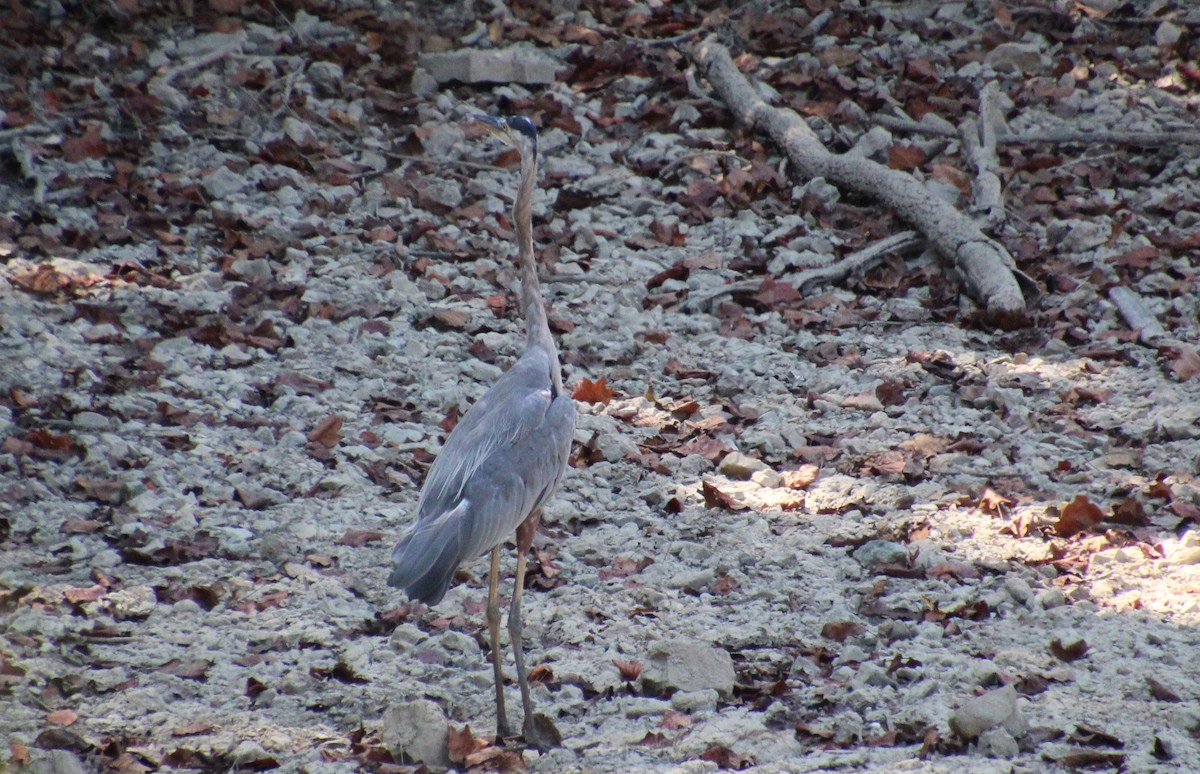 Garza Azulada - ML640482861