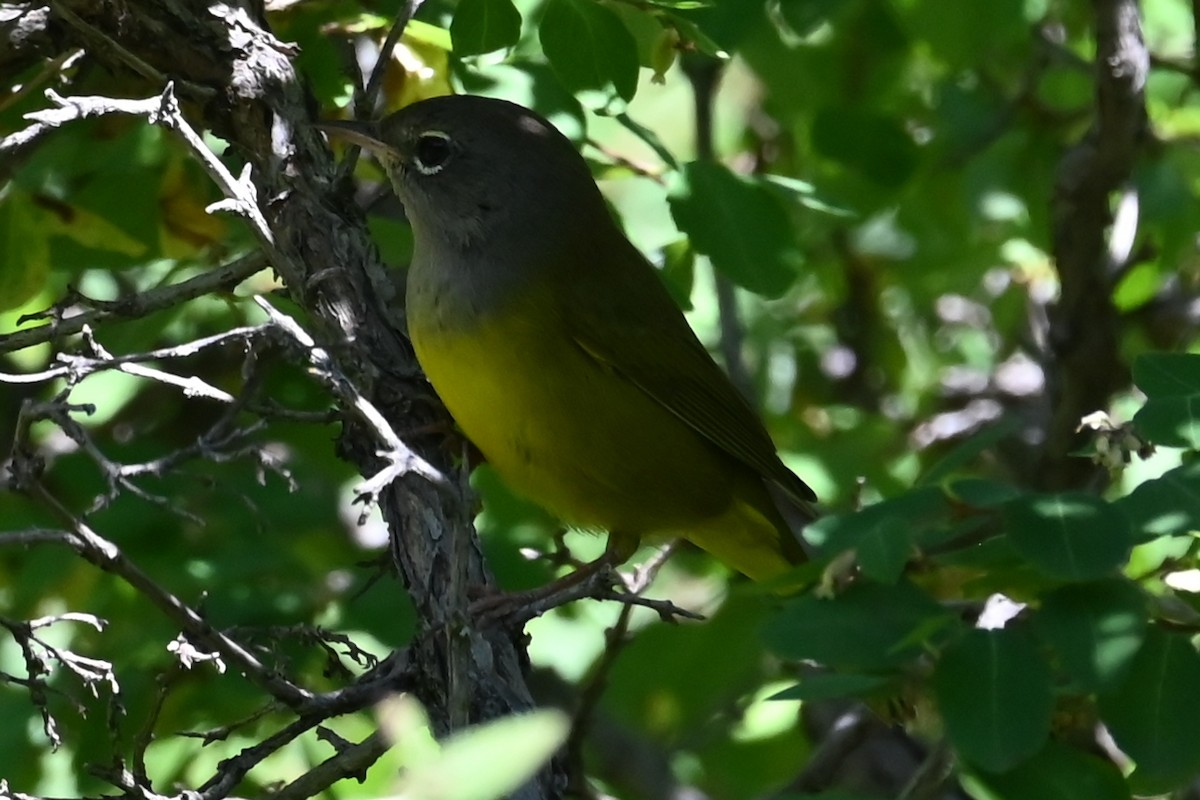 MacGillivray's Warbler - ML640482869