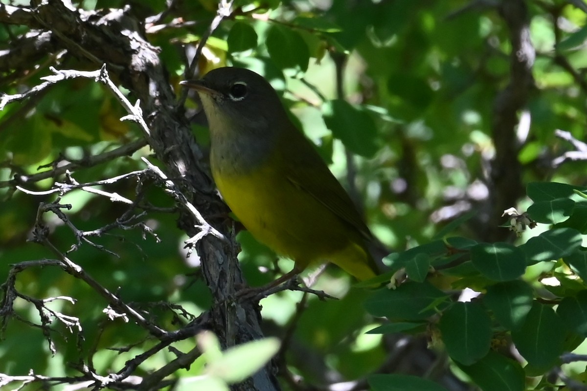 MacGillivray's Warbler - ML640482896