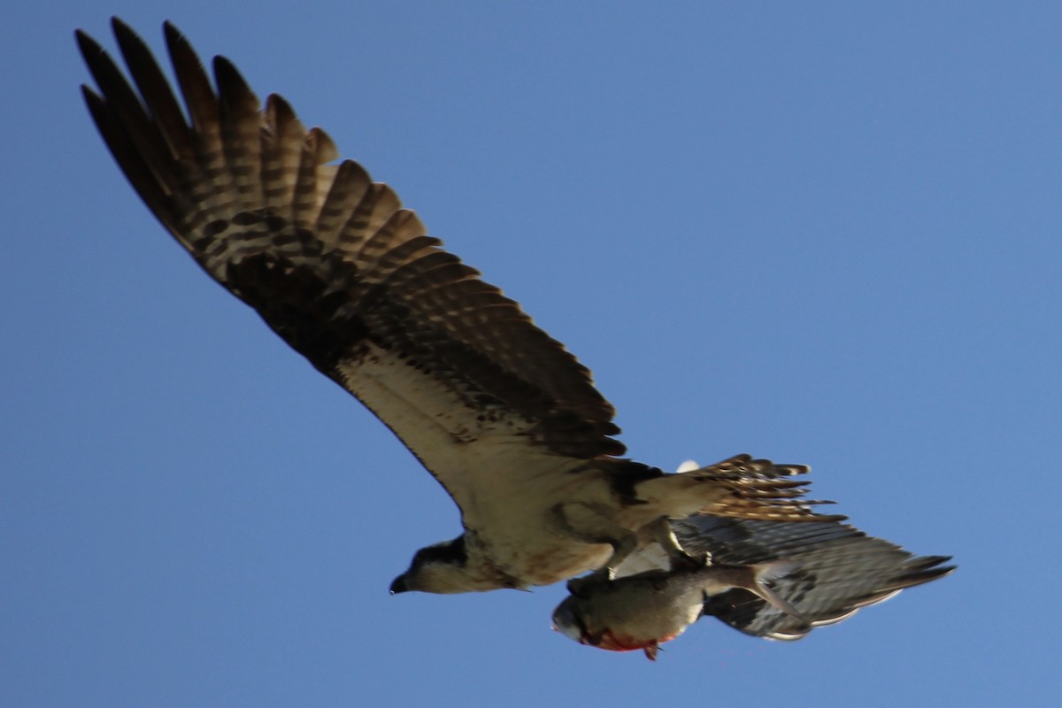 Osprey - ML640482942