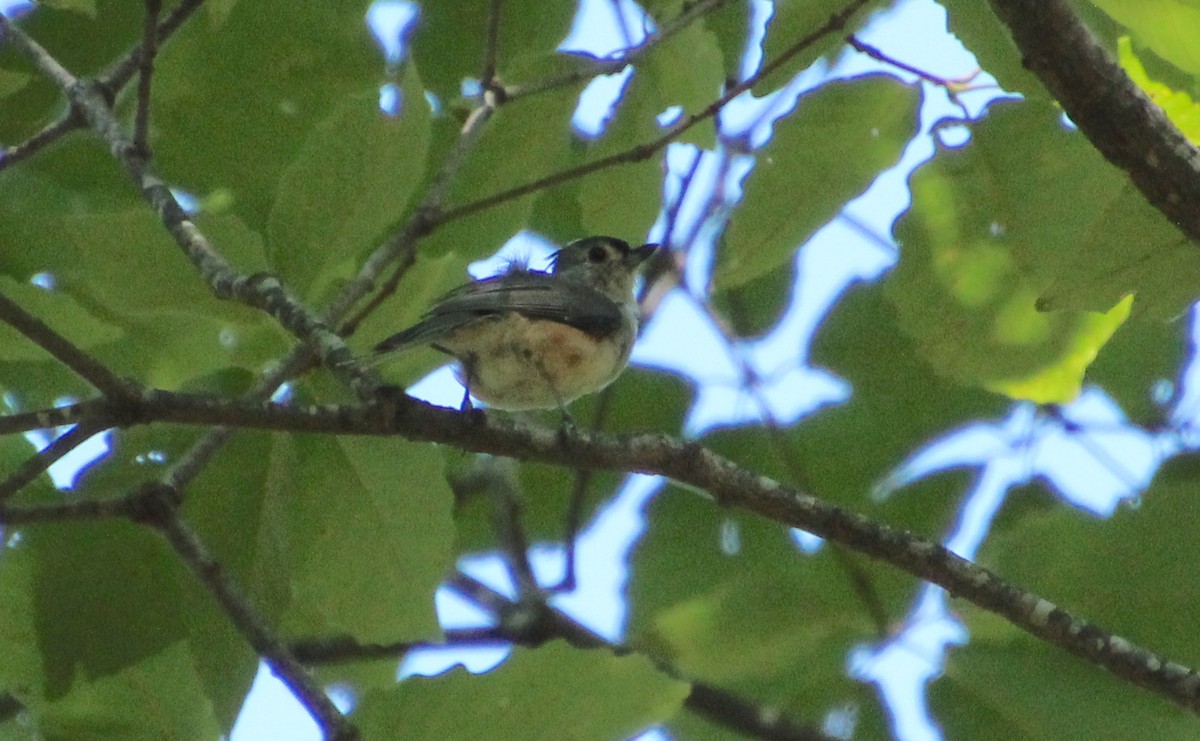 Herrerillo Bicolor - ML640483021