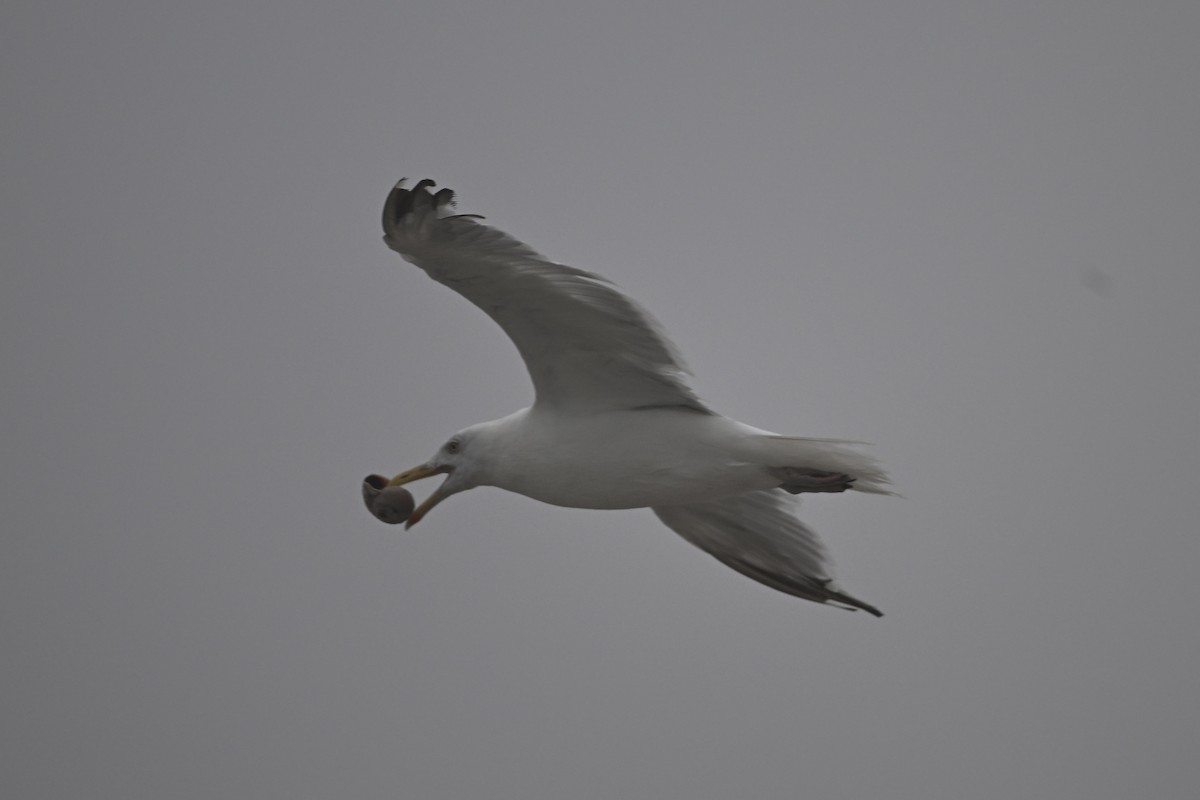 American Herring Gull - ML640483049