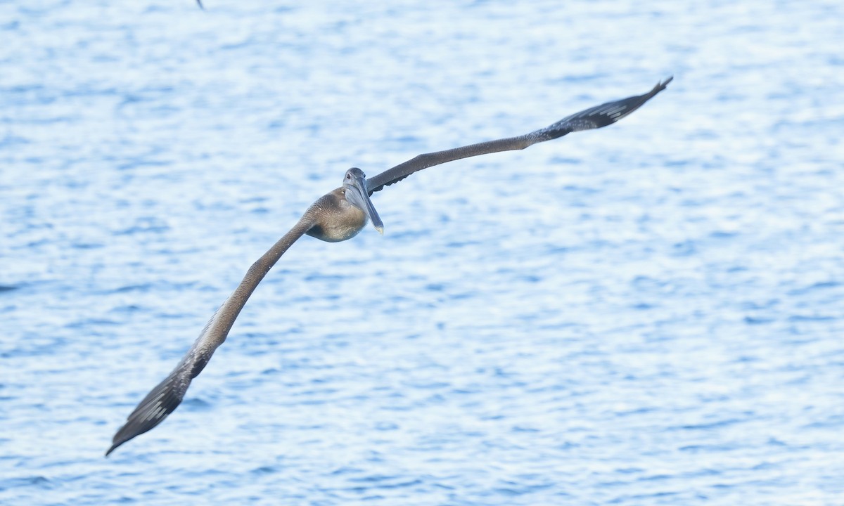 Brown Pelican - ML640483075