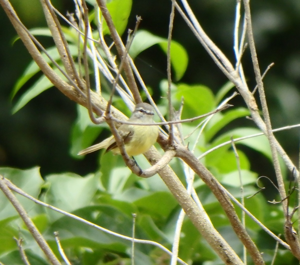 Sooty-headed Tyrannulet - ML640483086