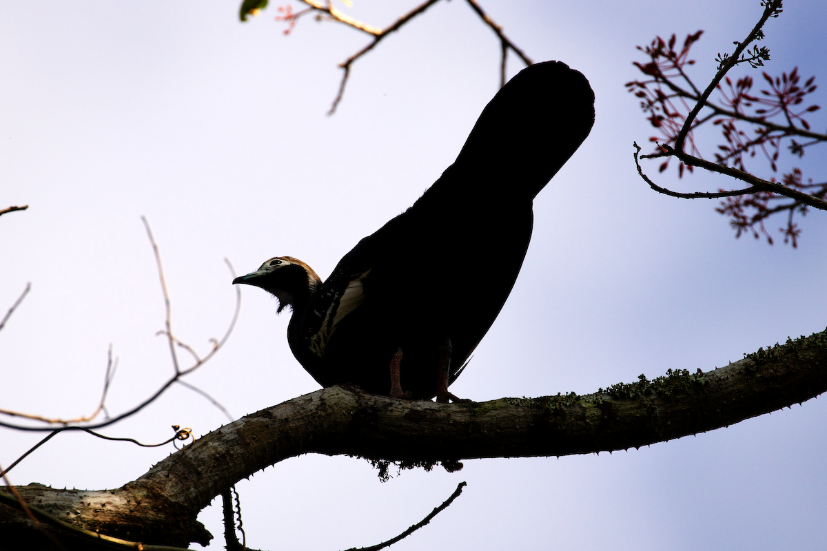Blue-throated Piping-Guan - ML640483092
