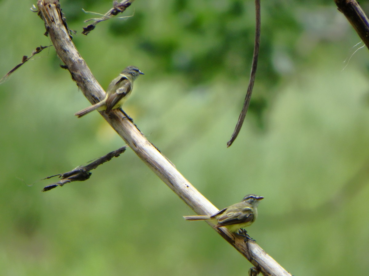 Sooty-headed Tyrannulet - ML640483093