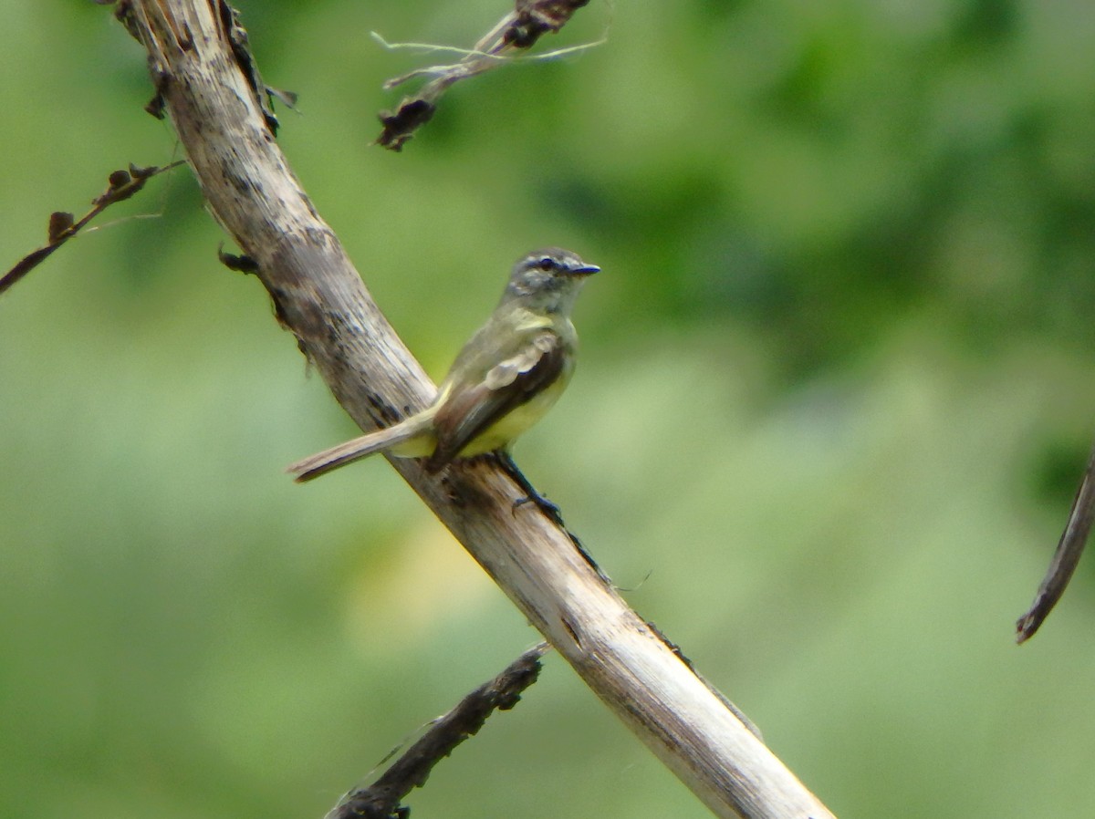 Sooty-headed Tyrannulet - ML640483096