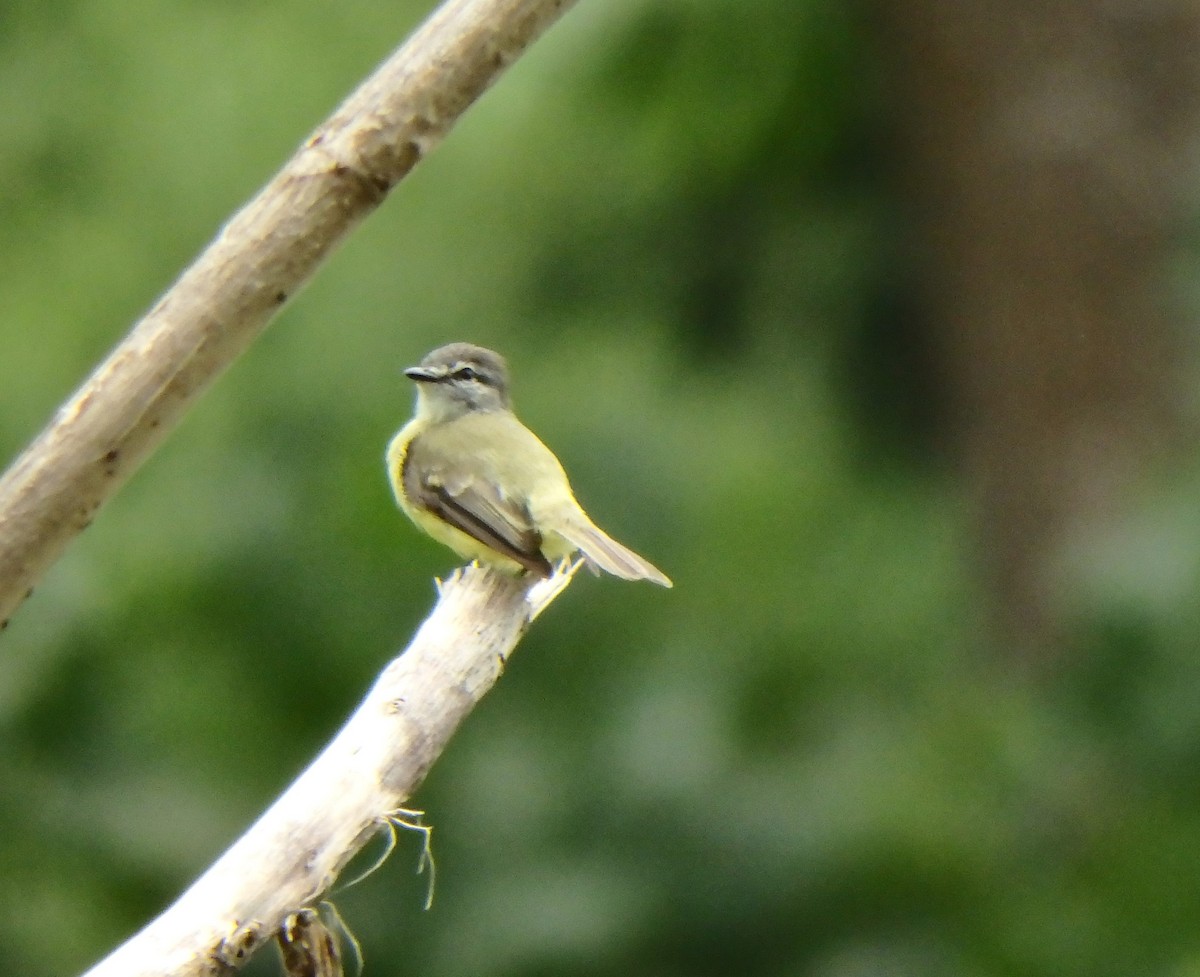 Sooty-headed Tyrannulet - ML640483105