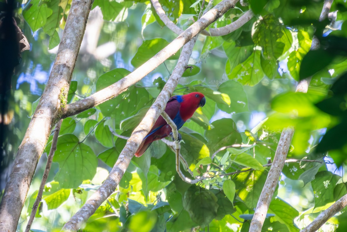 Papuan Eclectus - ML640483106
