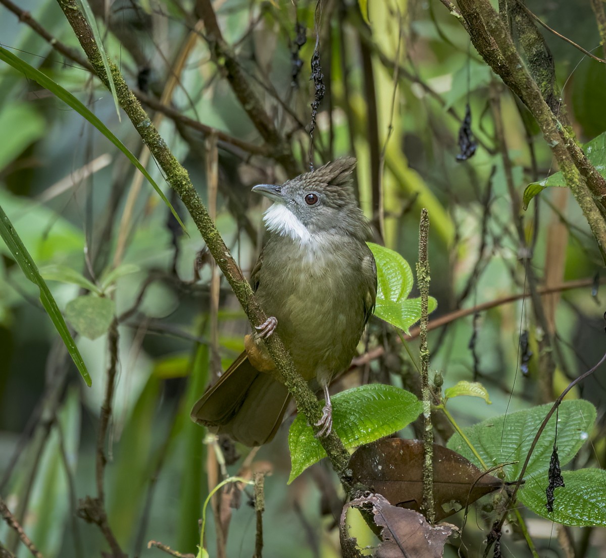 Penan Bulbul - ML640483109