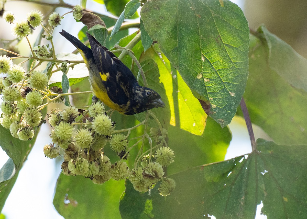 Yellow-bellied Siskin - ML640483116