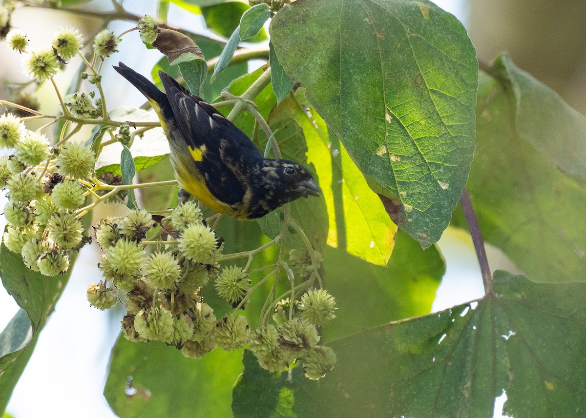 Yellow-bellied Siskin - ML640483118