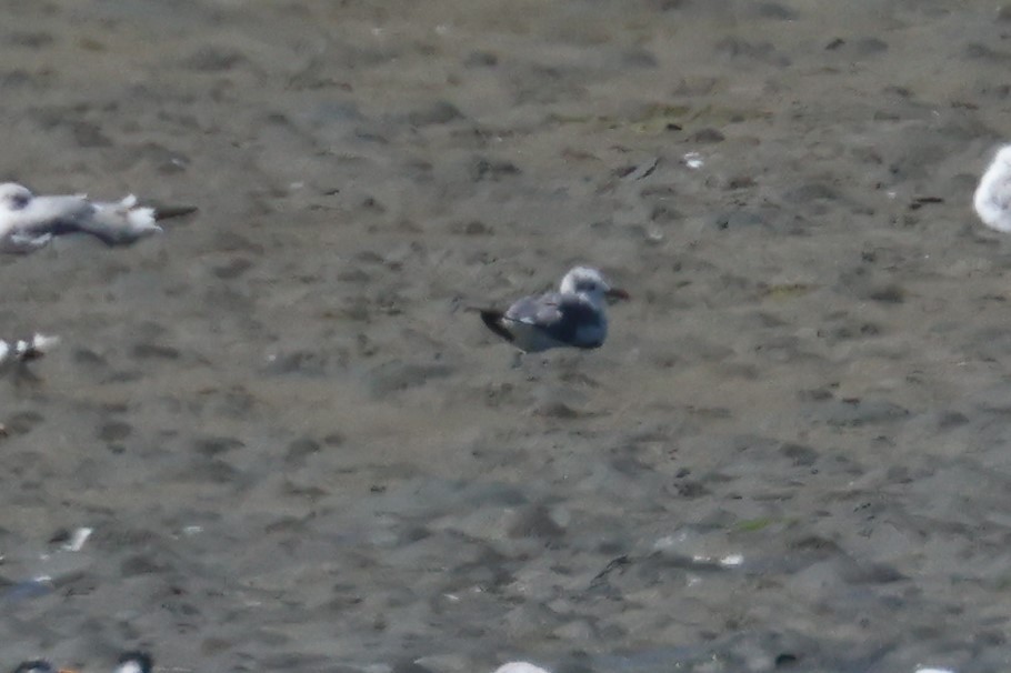 Laughing Gull - ML640483128