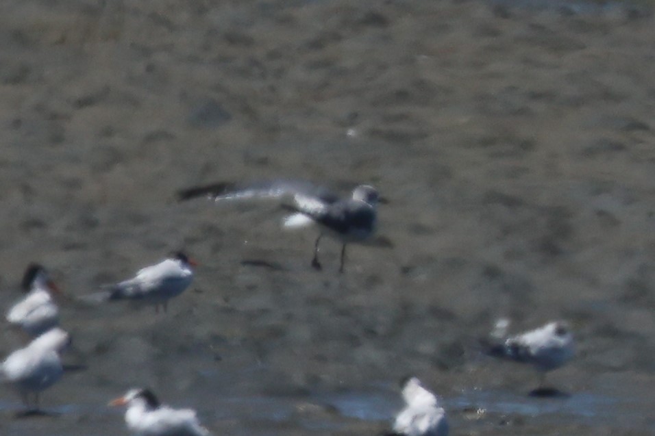 Laughing Gull - ML640483129