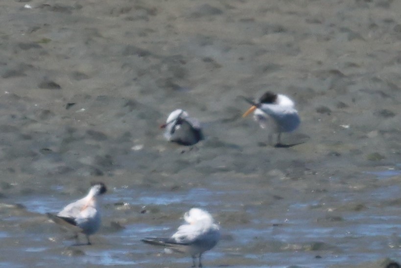 Laughing Gull - ML640483130
