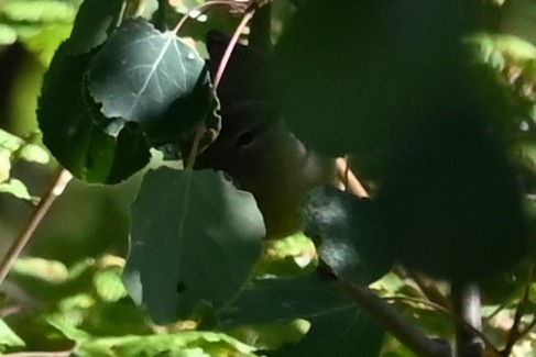 MacGillivray's Warbler - ML640483132