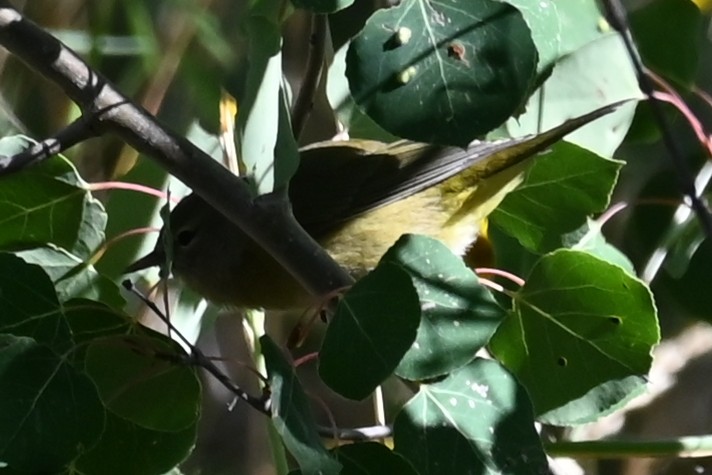 kjerrparula - ML640483134