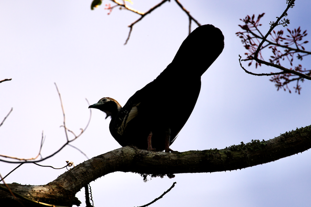 Blue-throated Piping-Guan - ML640483136