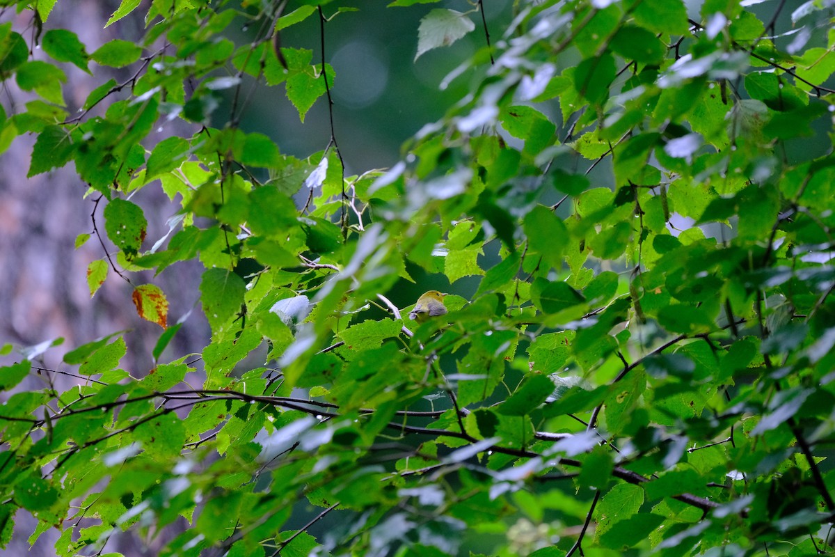 Wilson's Warbler - ML640483145