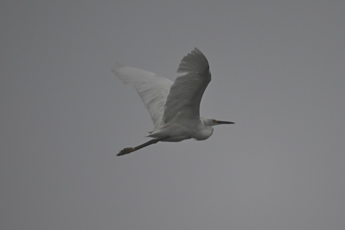 Snowy Egret - ML640483162