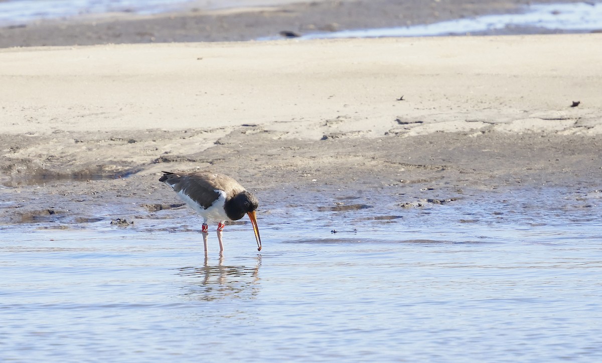 American Oystercatcher - ML640483193