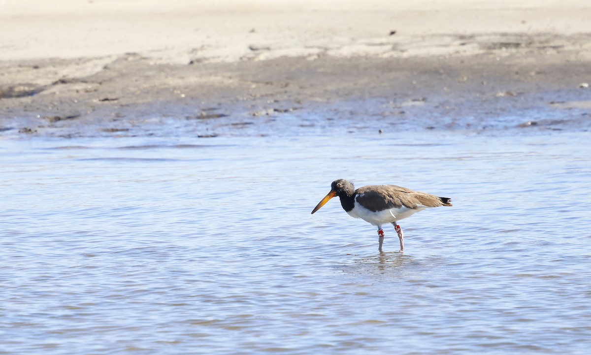 American Oystercatcher - ML640483194