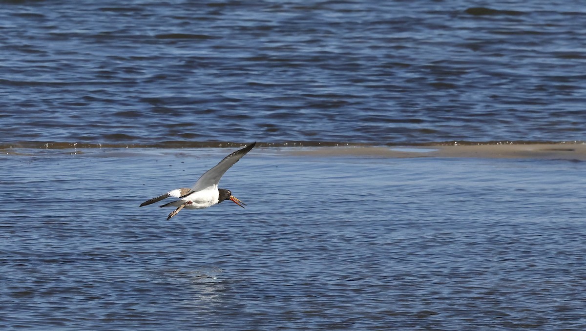 American Oystercatcher - ML640483195