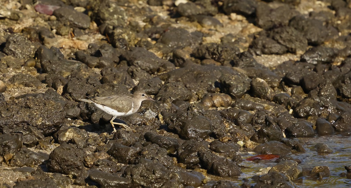 Spotted Sandpiper - ML640483200