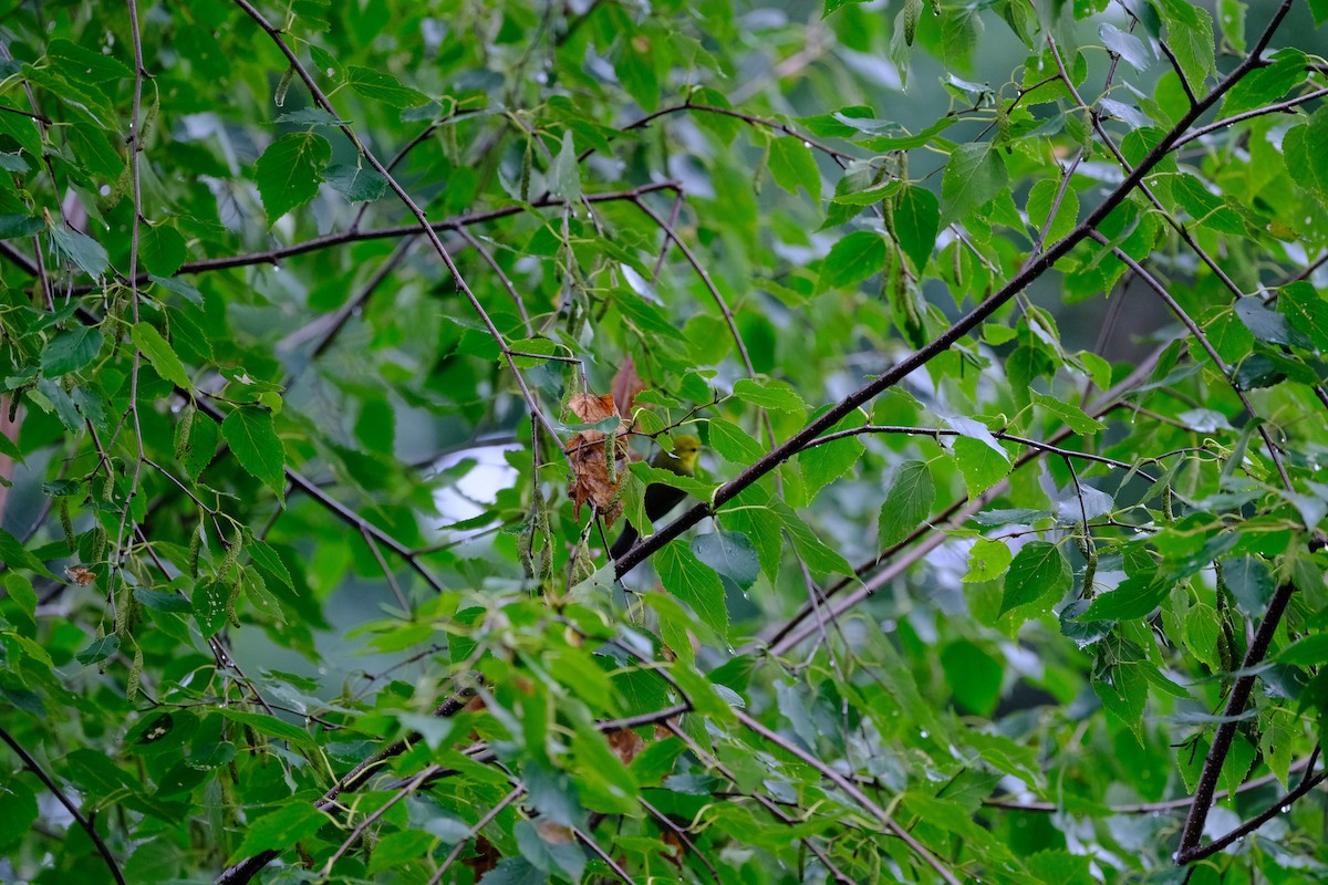 Blue-winged Warbler - ML640483212