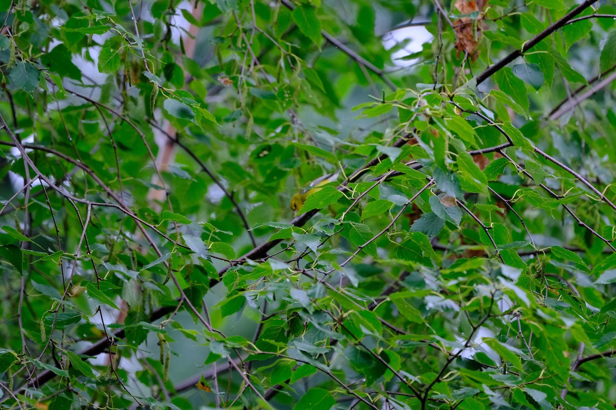 Blue-winged Warbler - ML640483213