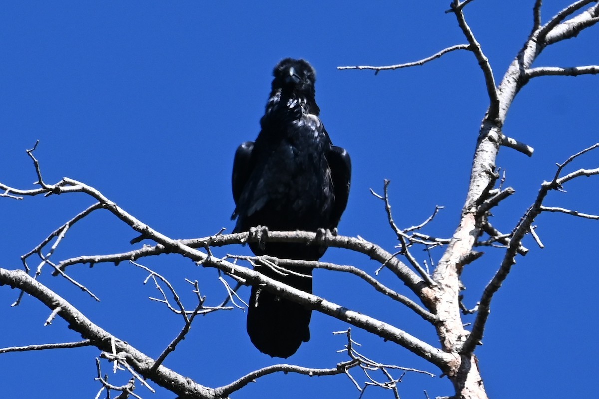 ravn - ML640483221