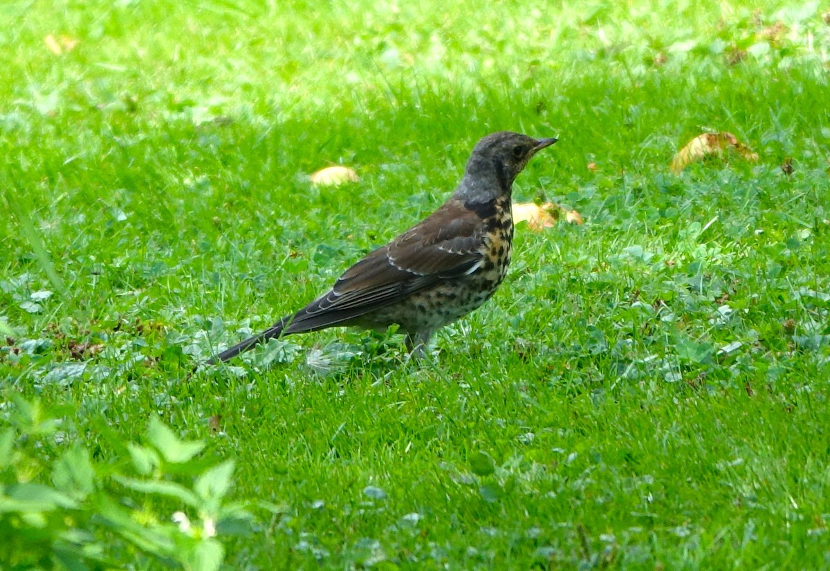 Чикотень - ML640483223