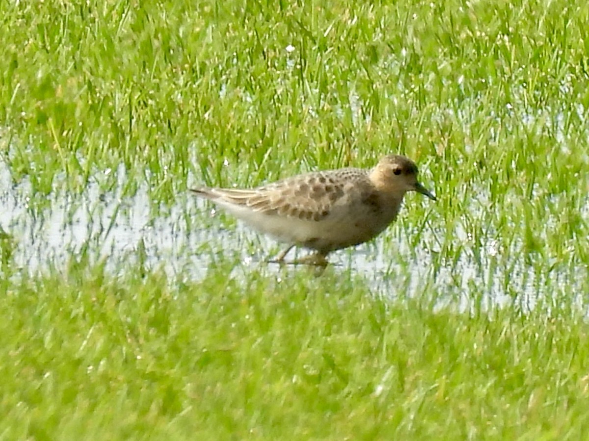 Buff-breasted Sandpiper - ML640483256