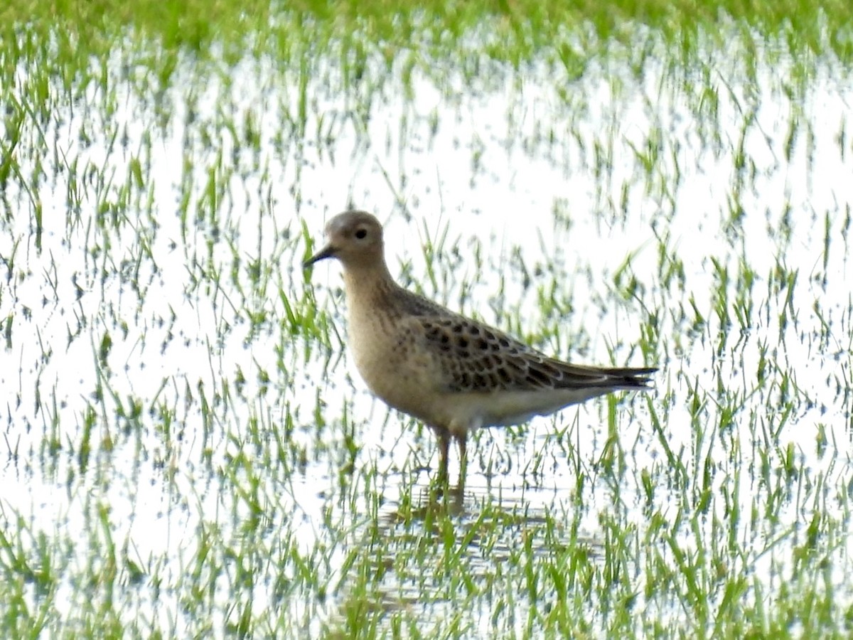 Buff-breasted Sandpiper - ML640483257