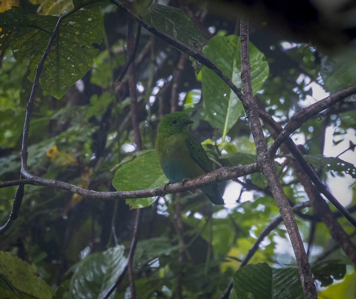 Hose's Broadbill - ML640483260