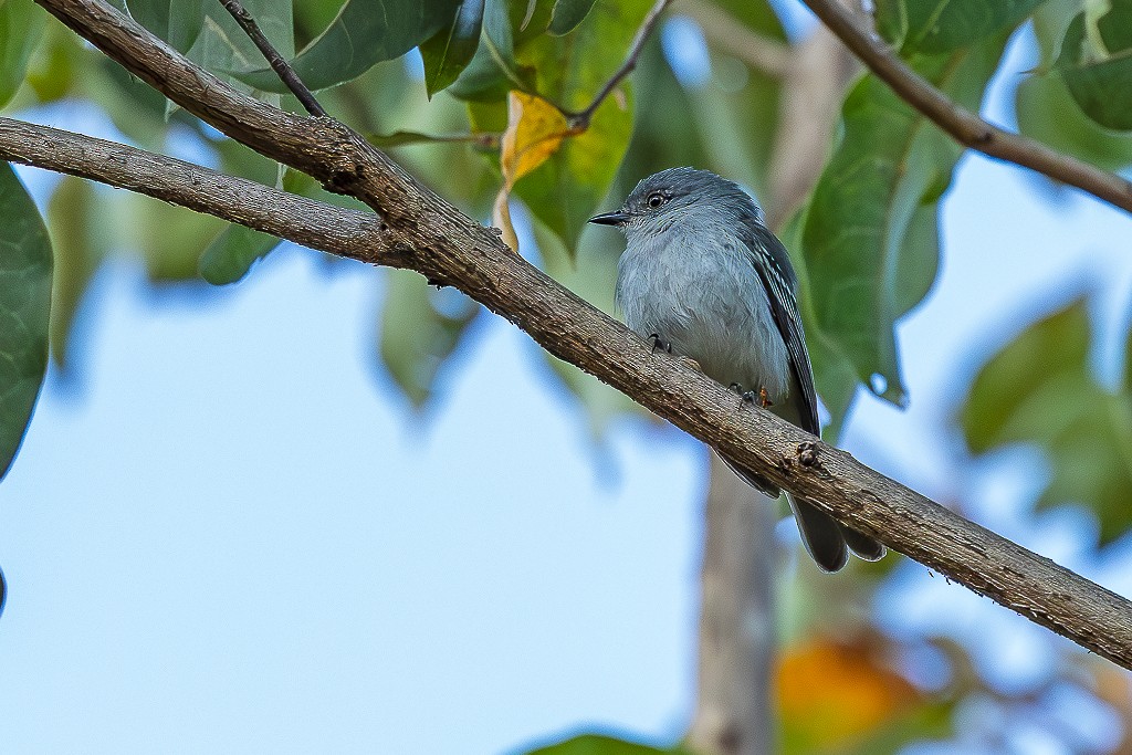 Gray-headed Elaenia - ML640483347