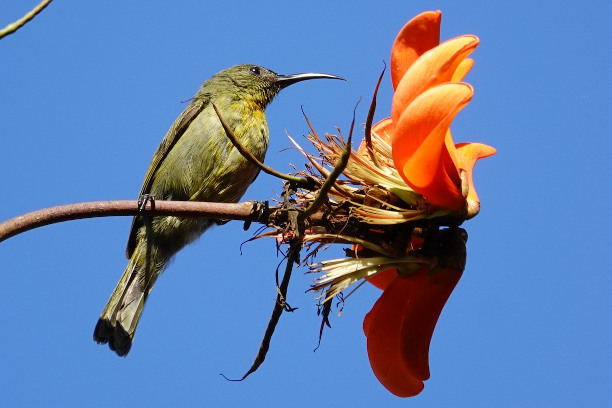 Olive Sunbird - ML640483374