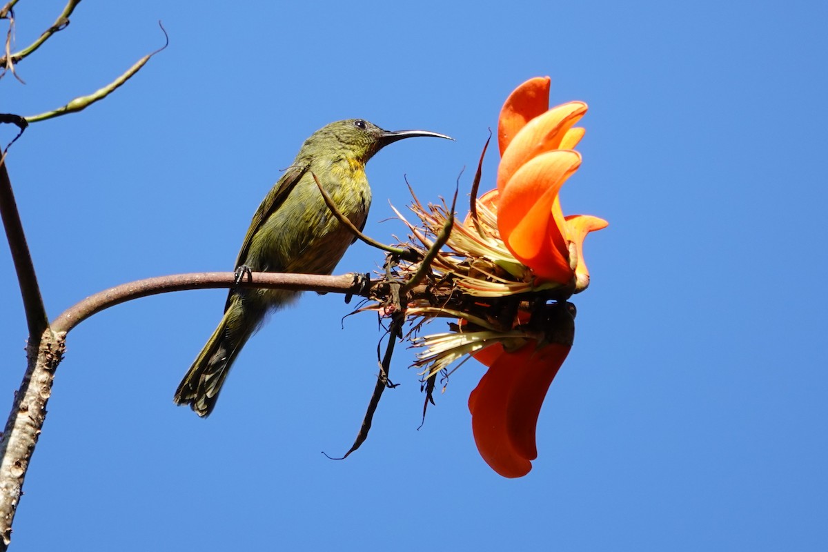 Olive Sunbird - ML640483375