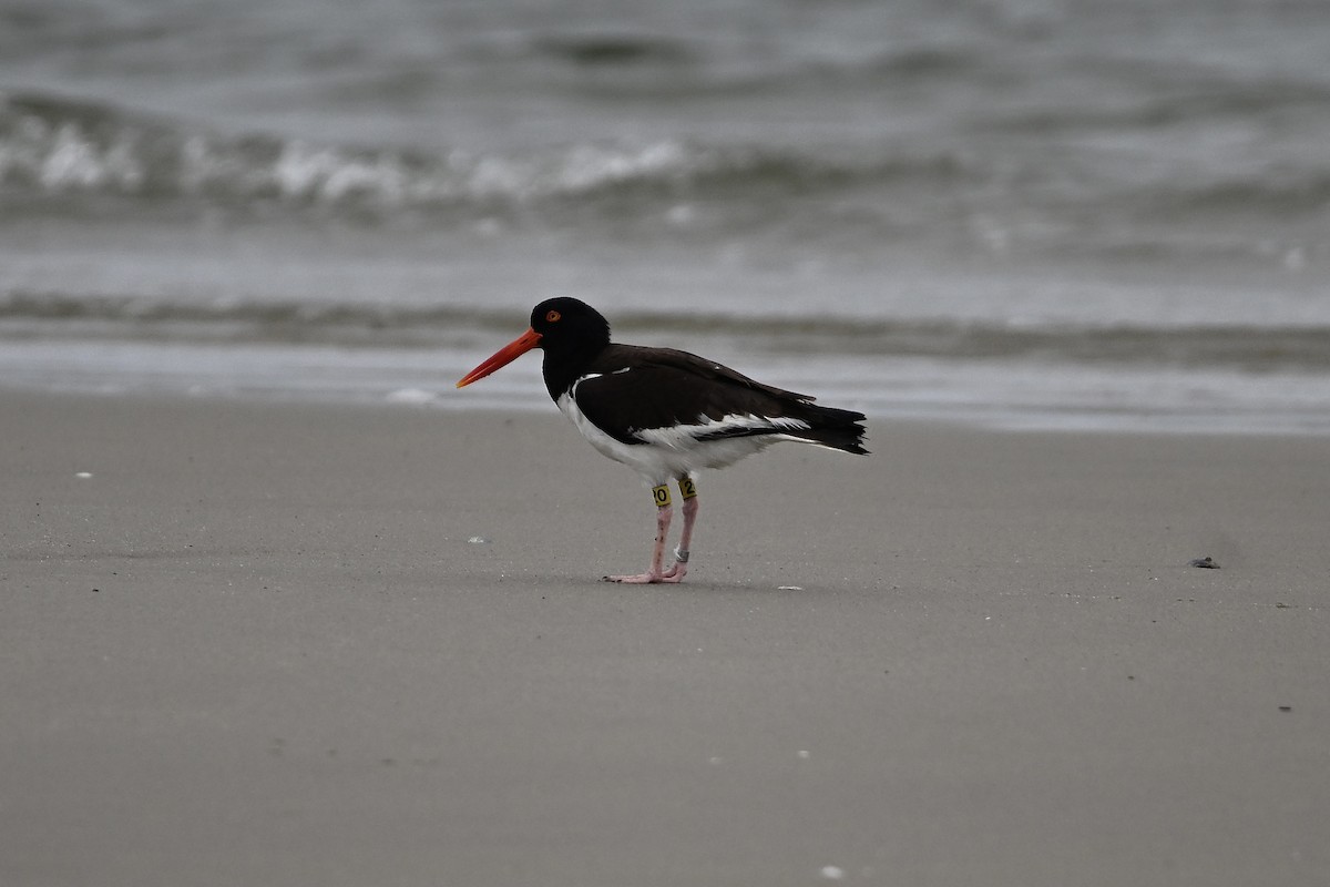 American Oystercatcher - ML640483411
