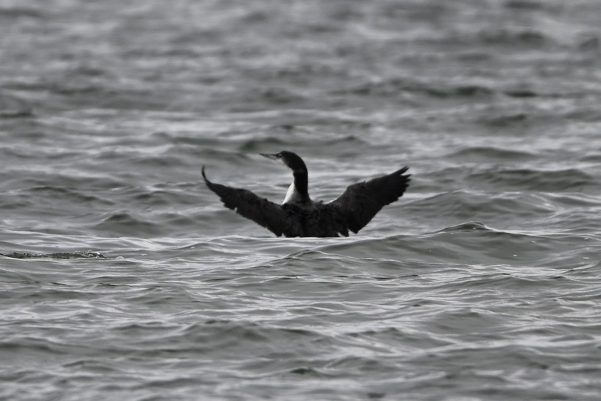 Common Loon - ML640483478