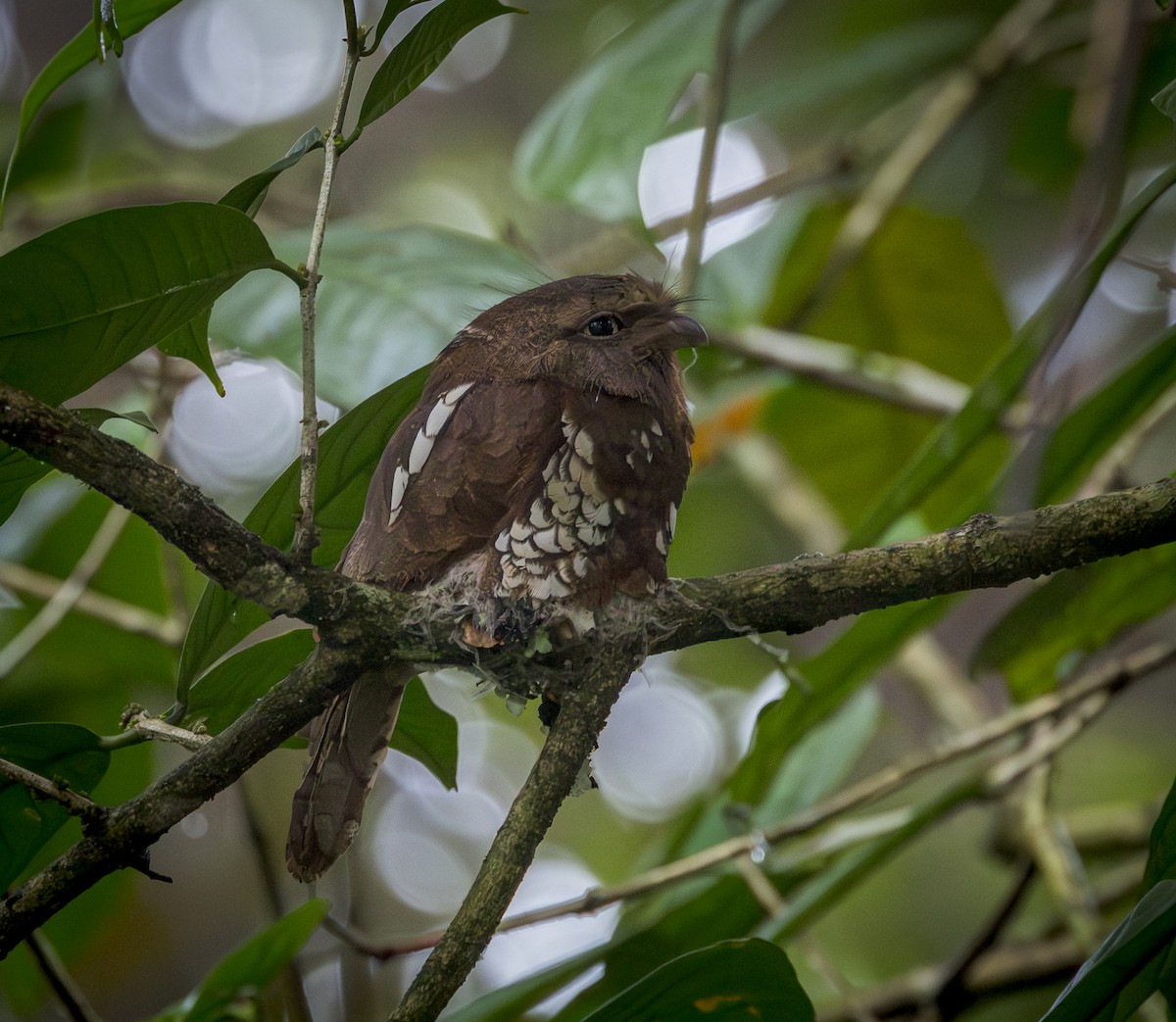 Bornean Frogmouth - ML640483527