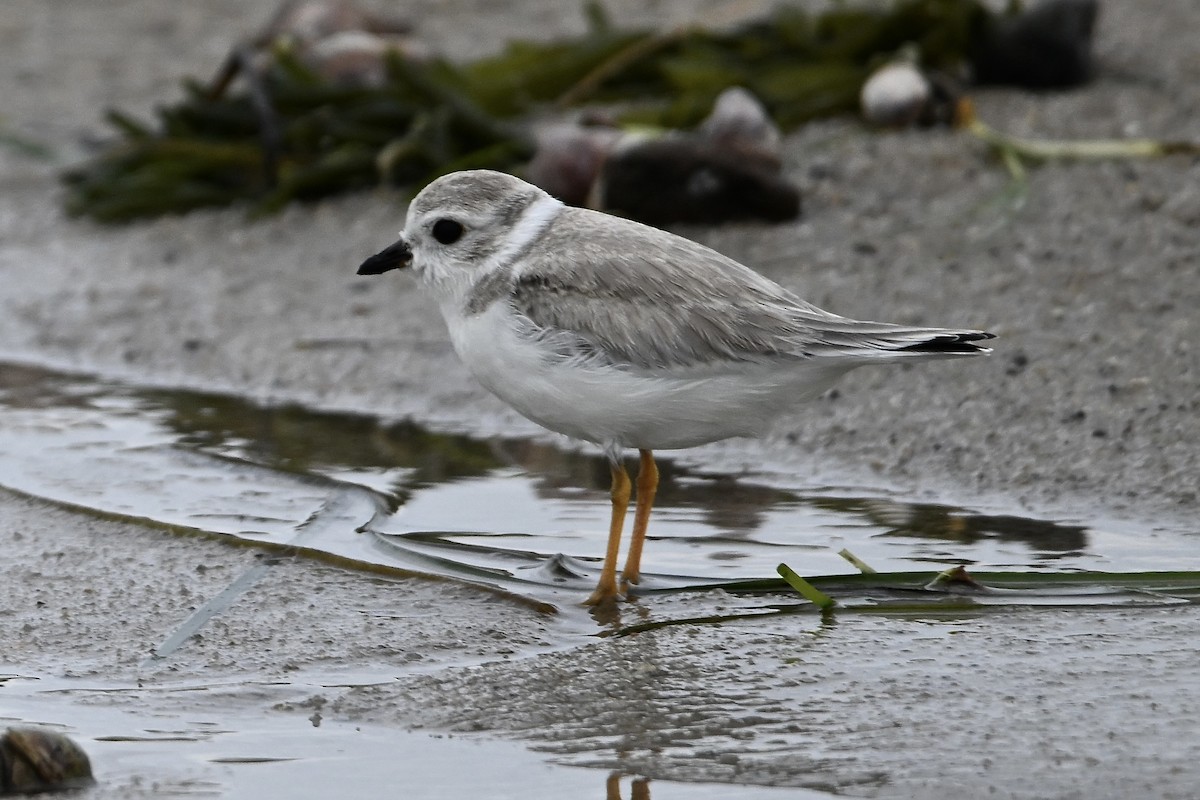 Piping Plover - ML640483537