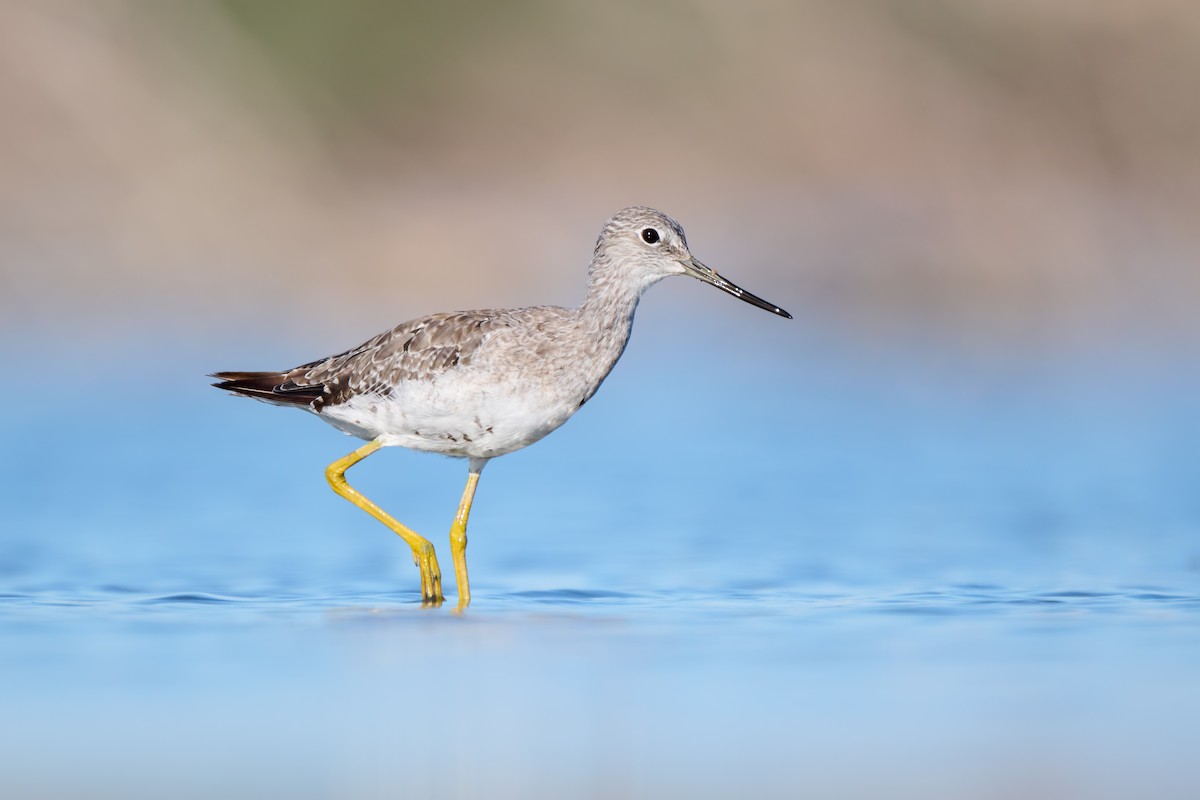 Greater Yellowlegs - ML640483546