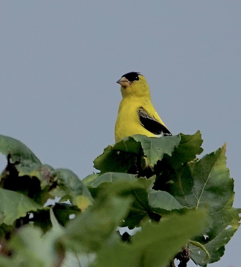American Goldfinch - ML640483550