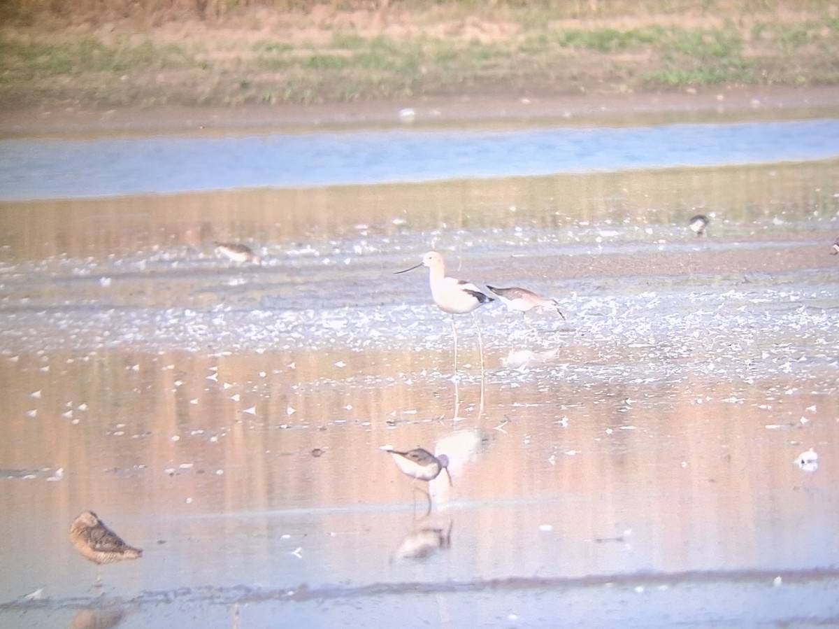 American Avocet - ML640483612